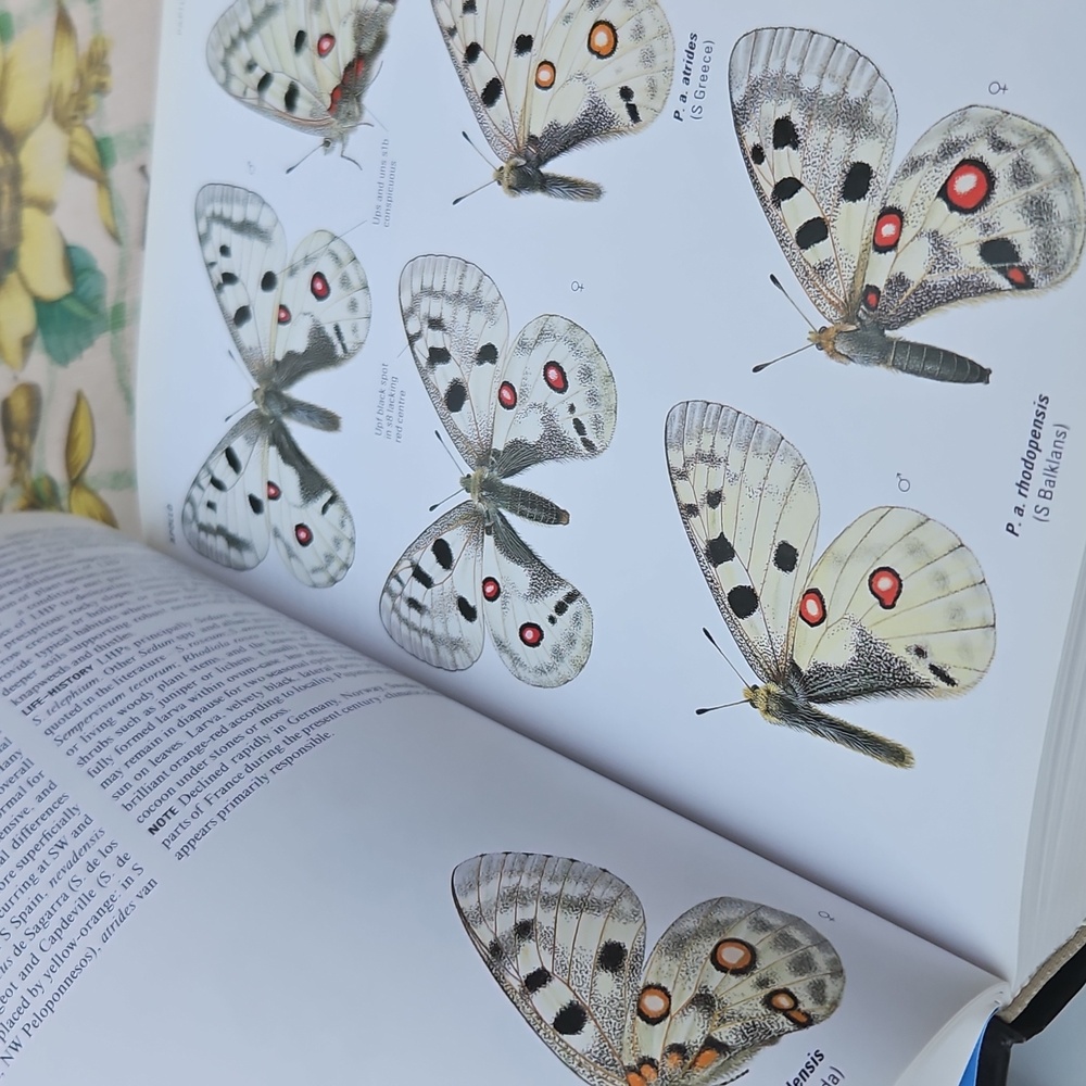 Collins Butterfly Guide - Picture 3 of 4